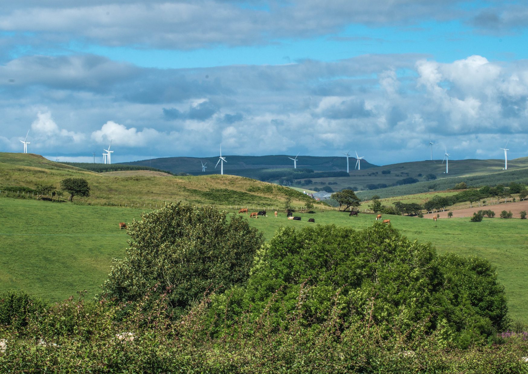 Solar vs wind: What do the environmental campaigners say?